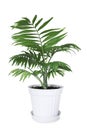 House plant Chamaedorea in a flower pot Royalty Free Stock Photo