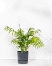 House plant chamaedorea in a pot on a white isolated background Royalty Free Stock Photo