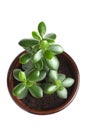 House Plant - Crassula Argentea or Money tree Royalty Free Stock Photo