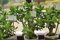 House plant - Crassula Ovata or Money tree. Isolated over white background Royalty Free Stock Photo