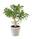 House plant Crassula on a white