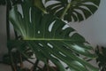 House plant in dark green stands in an apartment