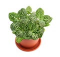 House plant Fittonia