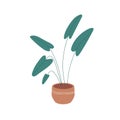 House plant with green leaf growing in planter. Home foliage houseplant in interior flowerpot. Natural room indoor