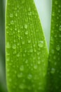 House plant green leaves in water drops