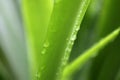 House plant green leaves in water drops