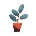 House plant growing in pot. Green houseplant Rubber Tree with leaf in planter. Foliage decoration for home and office