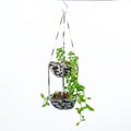 House plant hanging, Crochet work Royalty Free Stock Photo