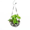 House plant hanging, Crochet work Royalty Free Stock Photo