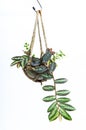 House plant hanging, Crochet work Royalty Free Stock Photo