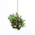 House plant hanging Royalty Free Stock Photo