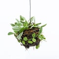 House plant hanging Royalty Free Stock Photo