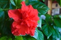 House plant hibiscus - Chinese rose.
