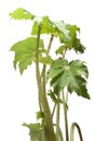 House plant isolated on white background