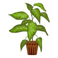 House plant leaf pot icon cartoon vector. Botanical window garden Royalty Free Stock Photo