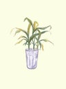 House Plant in pot. Decoration for room or office. Potted plant isolated on grey background. Hand drawn Illustration. Colored