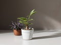 House plant in pot, isolated in white bright background, decorative indoor plant, AI generated image