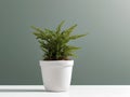 House plant in pot, isolated in white bright background, decorative indoor plant, AI generated image