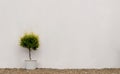 House plant in the pot on pebbles stone next to the concrete wall texture, Single exterior tree next to white empty cement wall Royalty Free Stock Photo