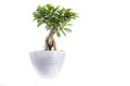 House plant in pot