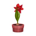 House Plant with Red Flower Growing in Pot Vector Illustration Royalty Free Stock Photo