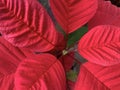 Fairest poinsettia, Euphorbla pulcherrima, Christmas star Royalty Free Stock Photo