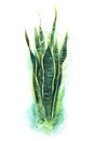 House plant sansevieria trifasciata snake tongue with long variegated leaves.