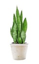 House plant Sansevieria