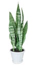 House plant Sansevieria Royalty Free Stock Photo