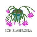 Schlumbergera. House plant. Flat design. Vector illustration