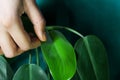 House plant theme photo of hand on green leaf