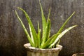 House plant tubers. Houseplant aloe vera plant with green leaves in direct sunlight against grungy isolated background. Design