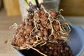 House plant with grown roots in expanded clay pellets cultivated in passive semi hydroponics