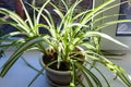 house plant on the window sill illuminated by sun Royalty Free Stock Photo