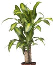 House Plant - Yucca Royalty Free Stock Photo