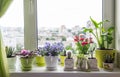 House plants: cactus, succulent, violet, feces on window. Home flower background Royalty Free Stock Photo