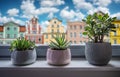 House plants: cactus, succulent on window with view on old colourful houses . Home flower and tourism, travel background Royalty Free Stock Photo