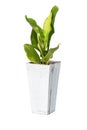 House plants in cement pot isolate on white background
