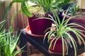 House plants close-up shot. Spider plant, nephrolepis exaltata and aloe vera plants.