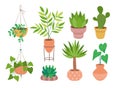 Cute decorative house plants collection