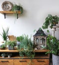 House plants different potplant sets. industrial green interior. Urban jungle interior in livingroom of home garden jungle. Royalty Free Stock Photo