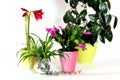 House plants flowers