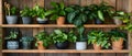 House Plants and Garden Supplies Displayed on Wooden Shelves. Concept Gardening, House Plants,