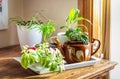 House plants grown in recycled cups, mug and tea pot displayed on a tray near a sunny window