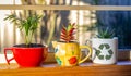 House plants grown in recycled mugs and jug pot displayed in sunny window, recycle, reuse, up cycle for sustainable living