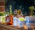 House plants grown in recycled mugs, tea cups, sugar bowl and tea pot displayed in sunny window