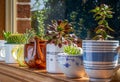 House plants grown in recycled mugs, tea cups, sugar bowl and tea pot displayed in sunny window