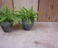 House plants in mini stone pots on wooden background