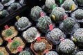 House plants miniature cactus pot with small stones placed special prickly decorate in the garden farm is blooming / various types