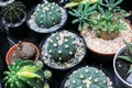 House plants miniature cactus pot with small stones placed special prickly decorate in the garden farm is blooming / various types